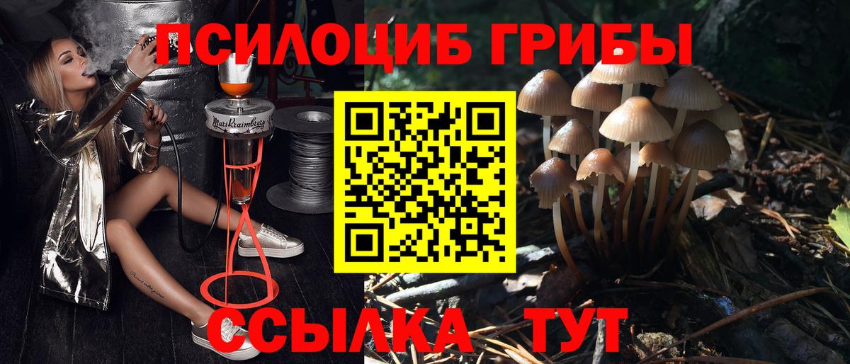 Псилоцибиновые грибы Psilocybe Воронеж